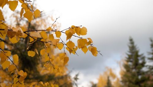 Шквалистый ветер и +15: синоптики рассказали о погоде в Алтайском крае 8 ноября