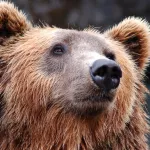 Медведь прогулялся по территории школы в сибирском городе