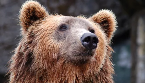 Медведь выскочил на федеральную трассу Чуйский тракт на Алтае