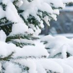 До -14: в Алтайском крае похолодает и выпадет постоянный снег