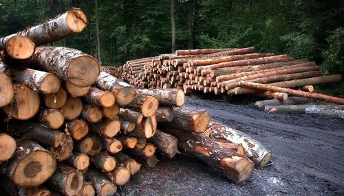 Бывшего главу алтайского лесничества обвиняют в незаконных рубках леса