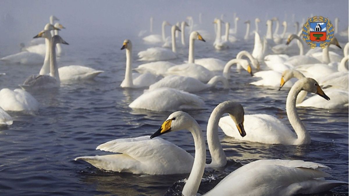 Лебеди на алтайском озере Светлое