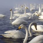 Лебеди на алтайском озере Светлом начали готовиться к зимовке