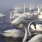 Около 600 лебедей прилетели на незамерзающее озеро в Алтайском крае