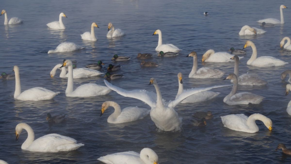 Лебеди на незамерзающем озере в Алтайском крае