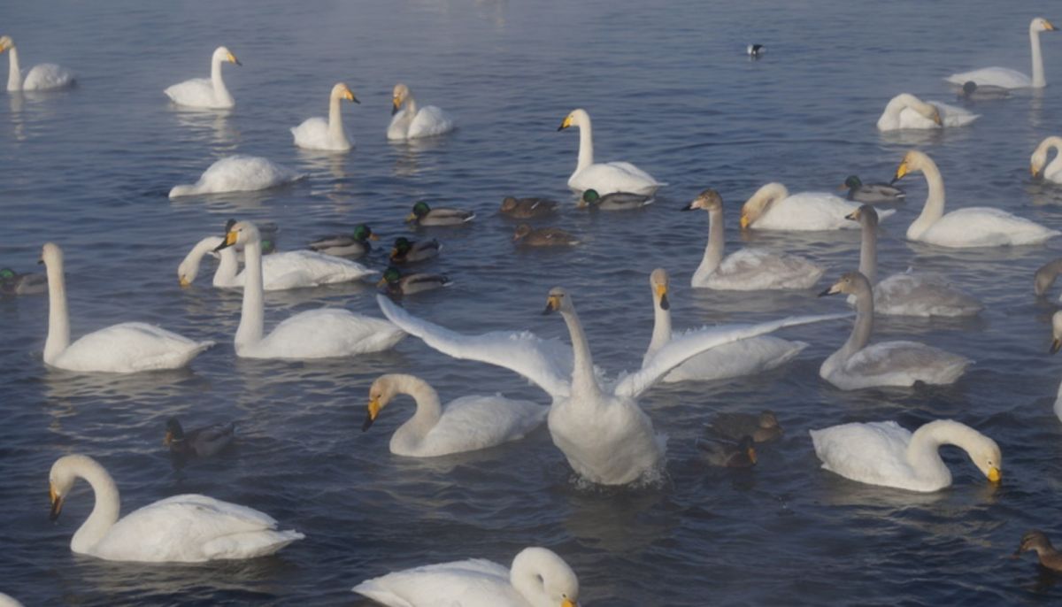 Лебединое озеро птицы в Алтайском крае