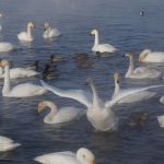 Более 300 лебедей прилетели на незамерзающее озеро в Алтайском крае