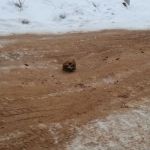 В Сибири посыпали дорогу песком с человеческими костями