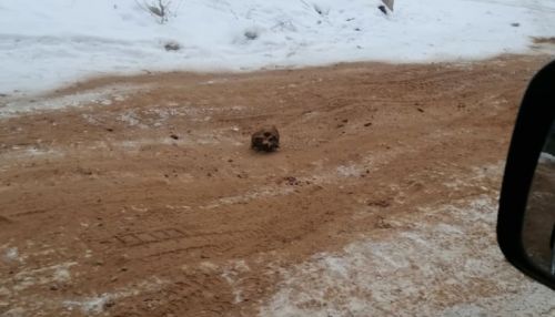В Сибири посыпали дорогу песком с человеческими костями