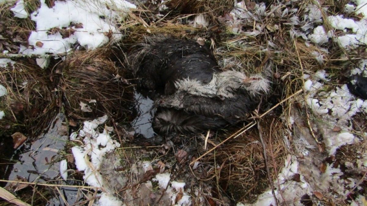 Барнаульские полицейские задержали браконьера, убившего самку лося