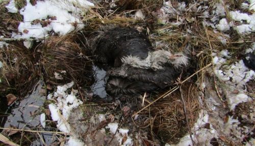 Барнаульские полицейские задержали браконьера, убившего самку лося