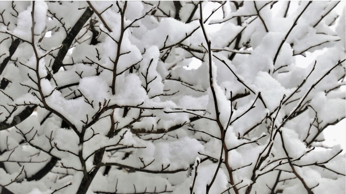 Небольшой снег и до -15 градусов ожидается 17 ноября в Алтайском крае