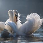 Зимовка лебедей на знаменитом озере Алтайского края оказалась под угрозой