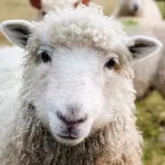 На Алтае предприимчивый чабан незаметно выкрал 41 овцу