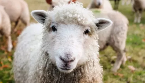 На Алтае предприимчивый чабан незаметно выкрал 41 овцу