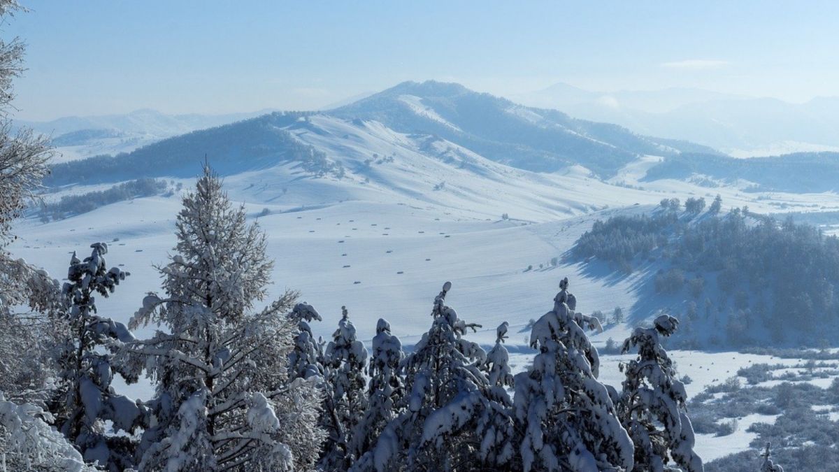 Лыжня на миллион: чиновника минприроды Алтайского края обвиняют в вырубке леса 