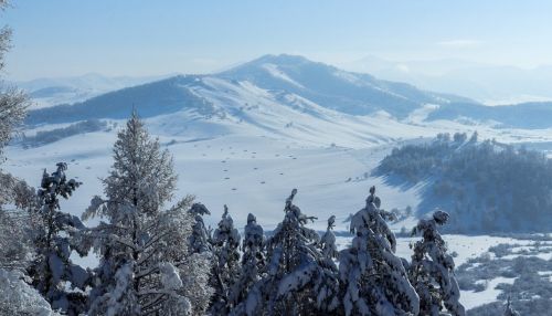 Лыжня на миллион: чиновника минприроды Алтайского края обвиняют в вырубке леса