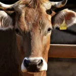 Алтайским рынкам запретили продавать мясо забитого на подворьях скота