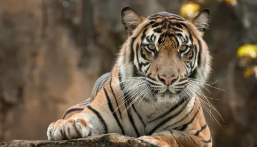 Поющего тигра Витаса оставили в барнаульском зоопарке