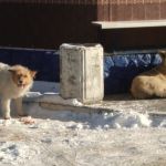 Еле отбилась: кто должен отлавливать бродячих собак и сколько их в Барнауле