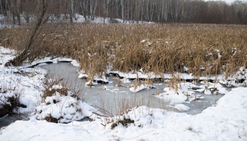 Ясная и морозная погода ожидается в Алтайском крае 29 ноября