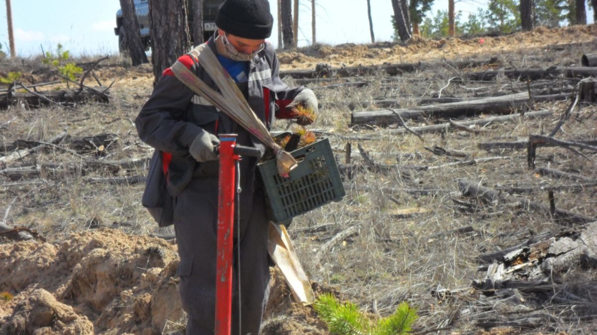 Алтайский край вошел в топ-5 регионов по высаженным деревьям