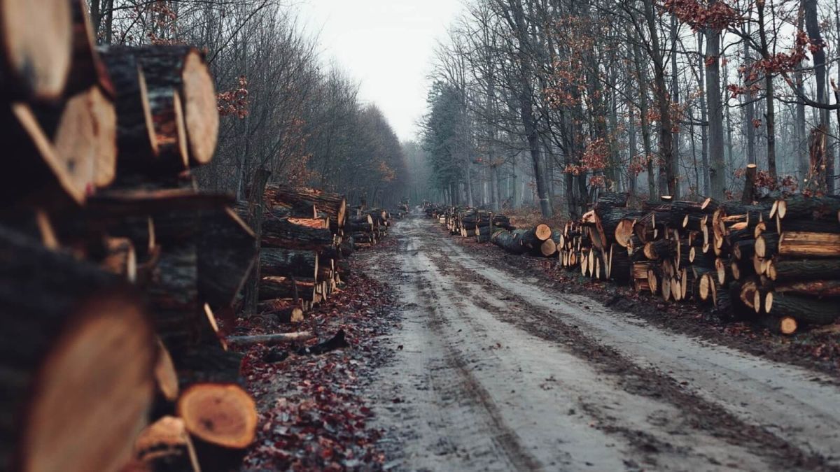 Топ-менеджера одного из предприятий на Алтае задержали по делу о рубках леса 