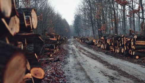 Топ-менеджера одного из предприятий на Алтае задержали по делу о рубках леса