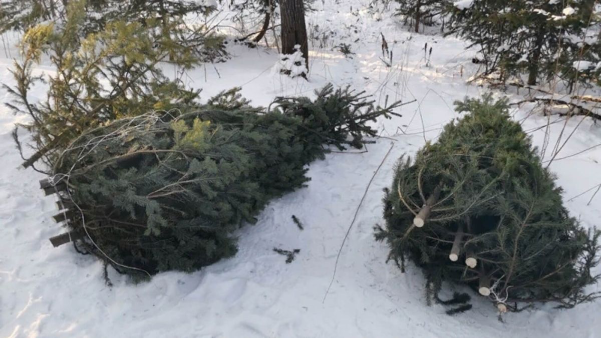 200 пихт вырубил к Новому году "черный лесоруб" на Алтае
