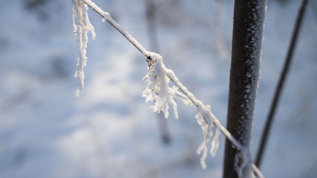 Алтайское МЧС предупредило жителей региона об опасности изморози