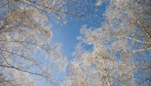 Небольшой снег и до +1 градуса ожидается 4 декабря в Алтайском крае