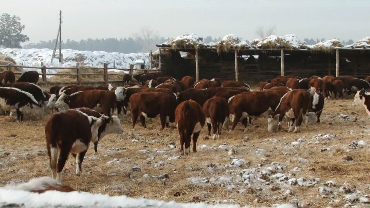Ферма с коровами
