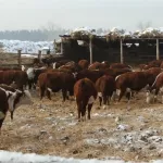 Алтайские ветеринары объяснили необходимость запрета на убой скота в подворьях