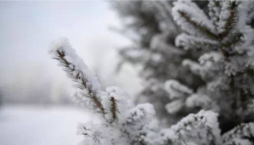 Морозы до -21 градуса вернутся в Алтайский край к середине ноября