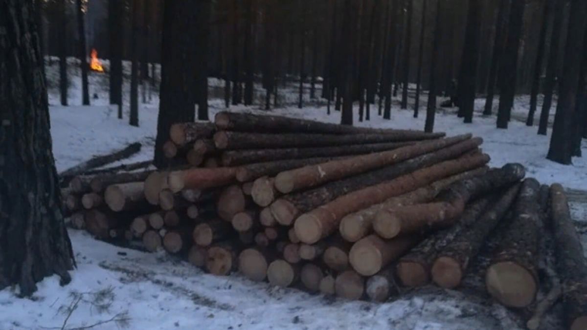 Барнаульцы собираются обратиться в полицию из-за рубок леса у ТЦ "Волна"