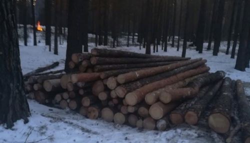 Барнаульцы собираются обратиться в полицию из-за рубок леса у ТЦ Волна