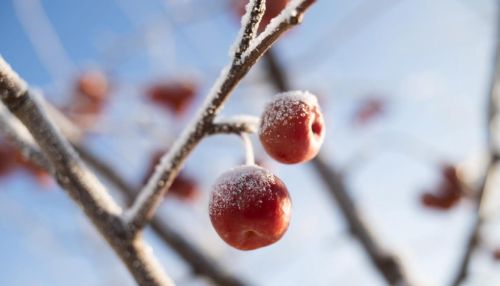 Алтайский край накроют морозы до -27 градусов в выходные