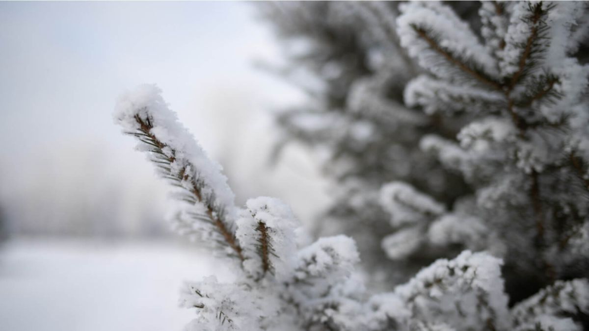 Морозную погоду прогнозируют синоптики 5 декабря в Алтайском крае