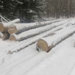Житель алтайского села срубил пихты и сосны на 400 тысяч рублей