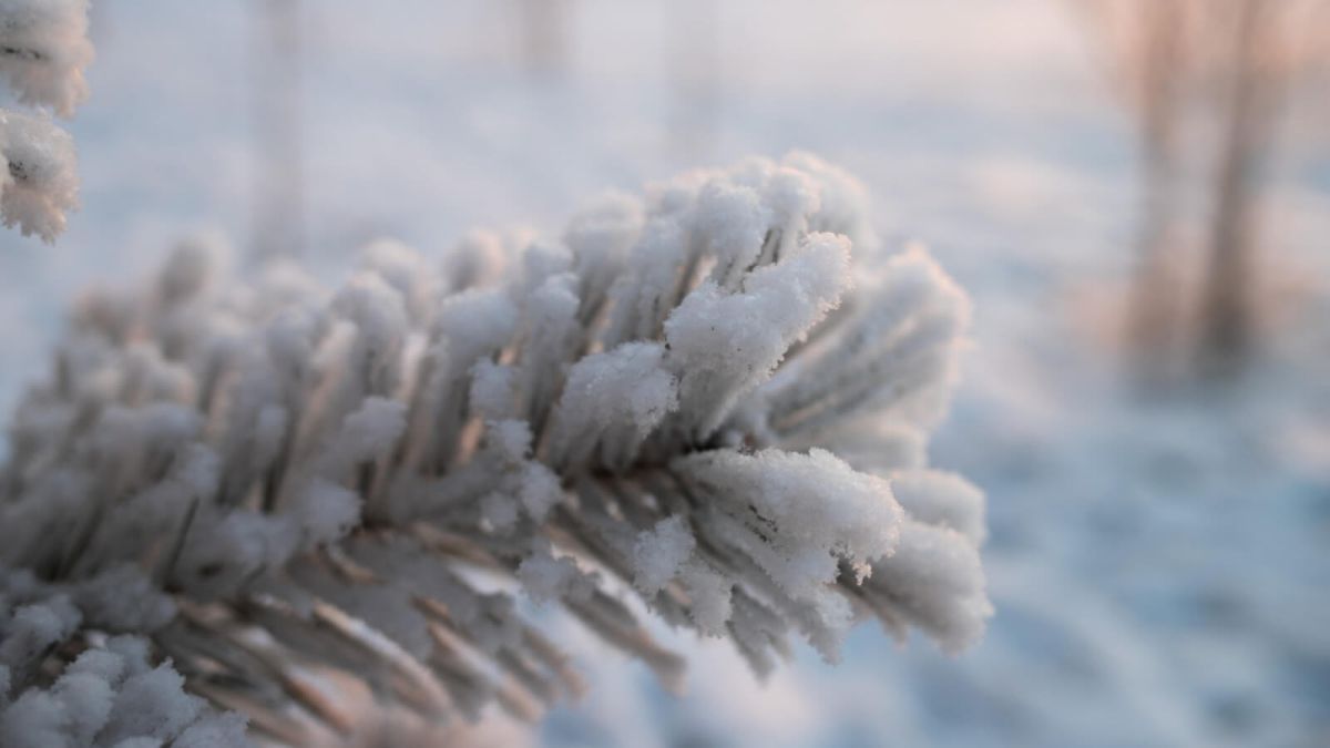Снег и метели ожидаются 9 декабря в Алтайском крае