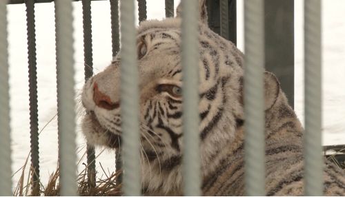 В зоопарке Барнаула могут впервые родиться белые тигрята