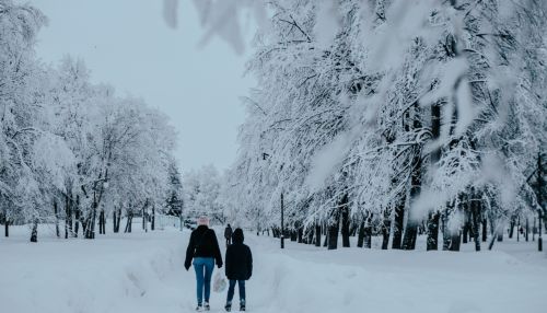 Ветер, снег и метели ожидаются 15 декабря в Алтайском крае