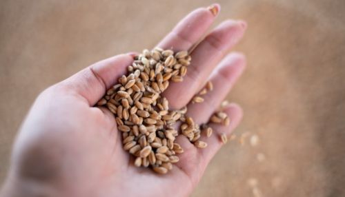 Работаем, несмотря на пандемию: алтайские агропромышленники подвели итоги