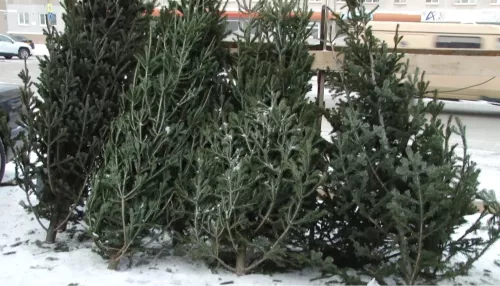 Не на помойку: барнаульцам напоминают, куда сдать новогодние елки