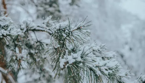 Снег с дождем и ветер до 30 м/с ожидаются 23 ноября в Алтайском крае