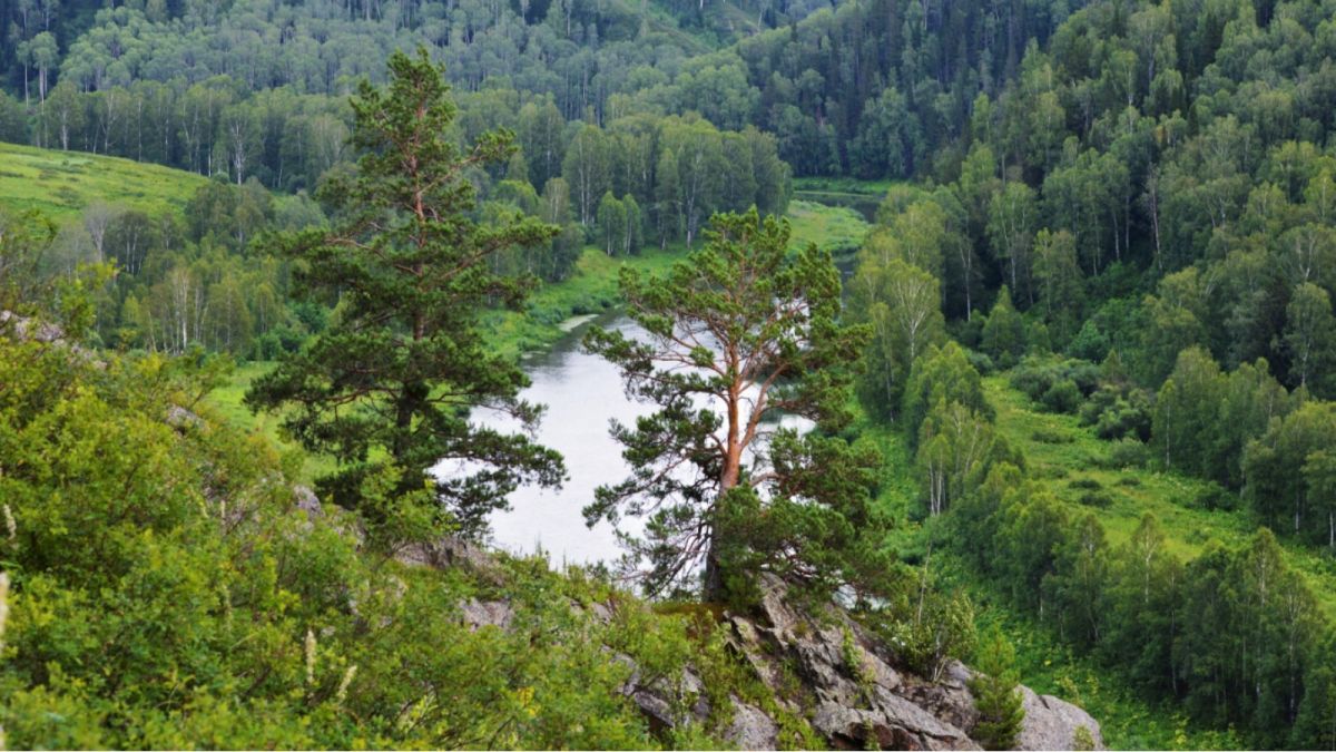 Что дает нацпроект "Экология" алтайским лесам и сохранению природного богатства