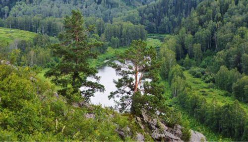 Что дает нацпроект Экология алтайским лесам и сохранению природного богатства