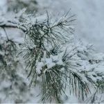 Потепление принесло снегопады и ветер в Алтайский край 16 декабря