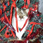 Елка vs кот: как защитить символ Нового года от домашнего питомца