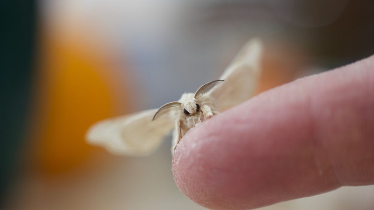 На Алтае и в Казахстане энтомологи открыли новый вид ночных бабочек 
